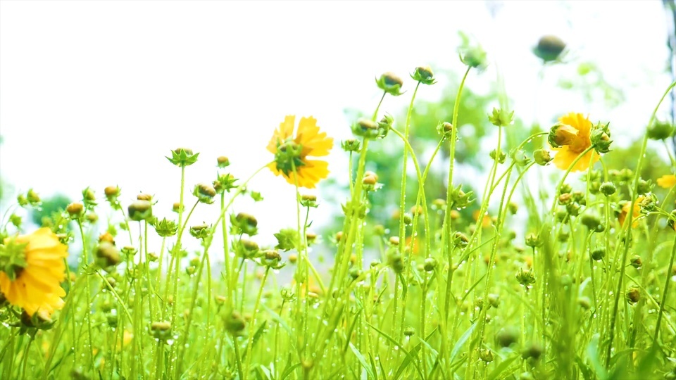 雨中雏菊