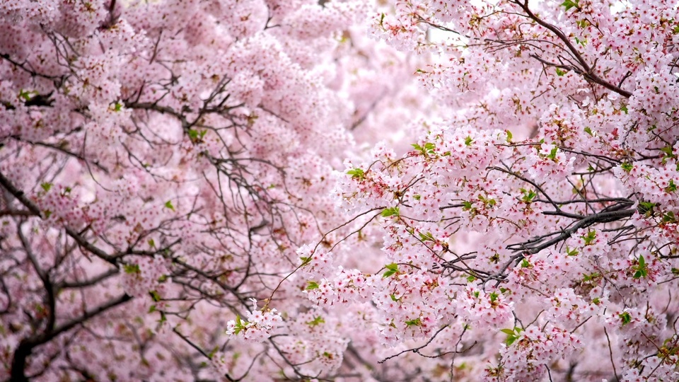 Splendides fleurs de cerisier