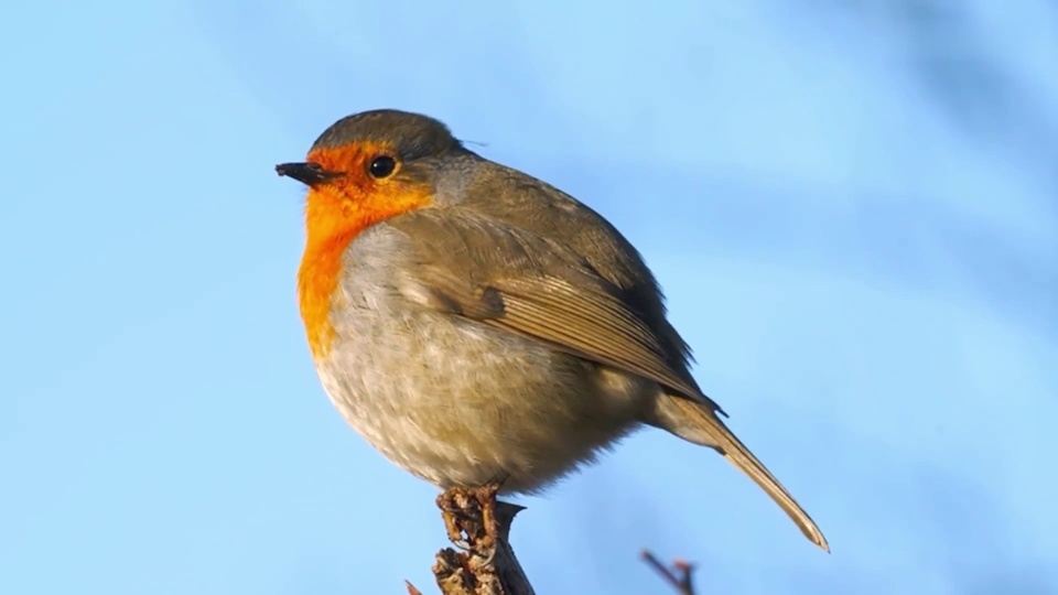 Pretty robin