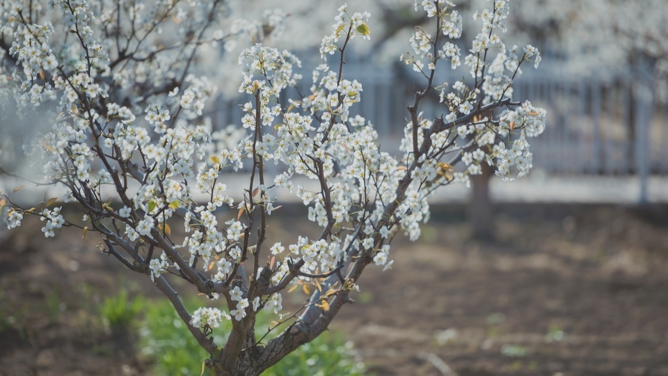 梨の花