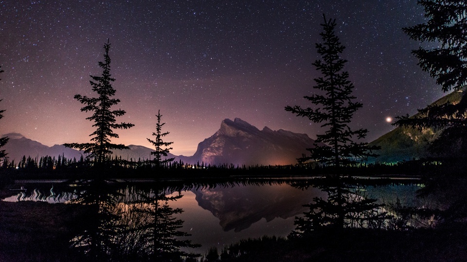 A forest streaked by shooting stars