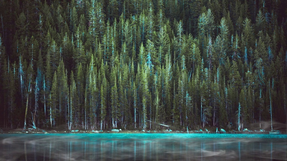 Forêt du lac sous la pluie