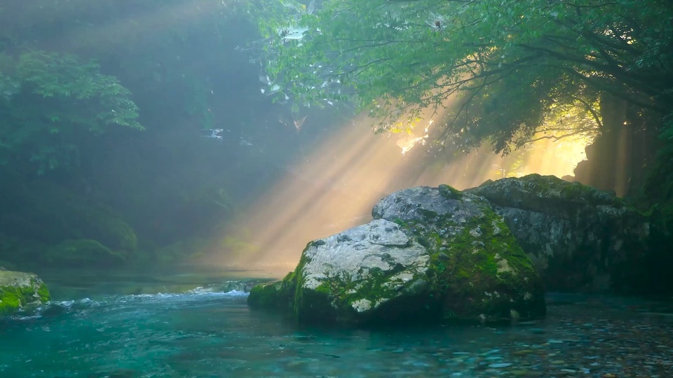 Río en el bosque