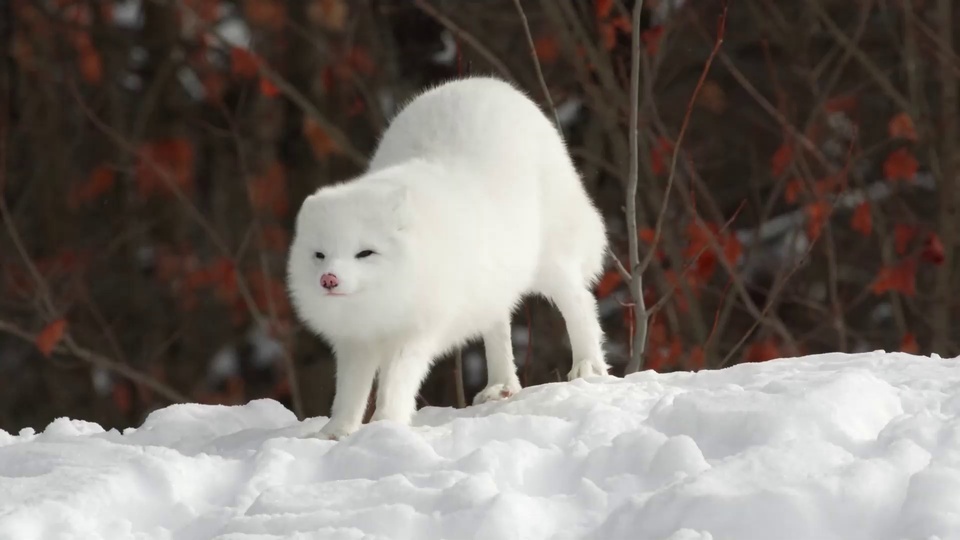 Criaturas da Natureza - Raposa Ártica