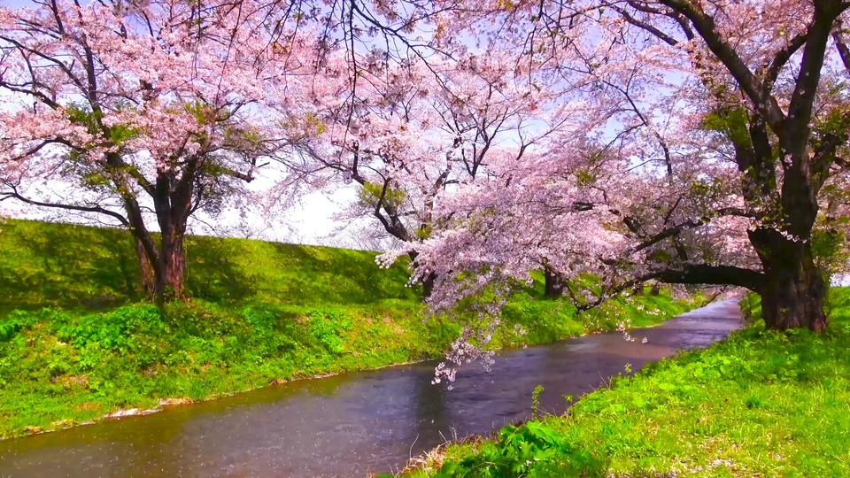 Rive de la rivière Sakura